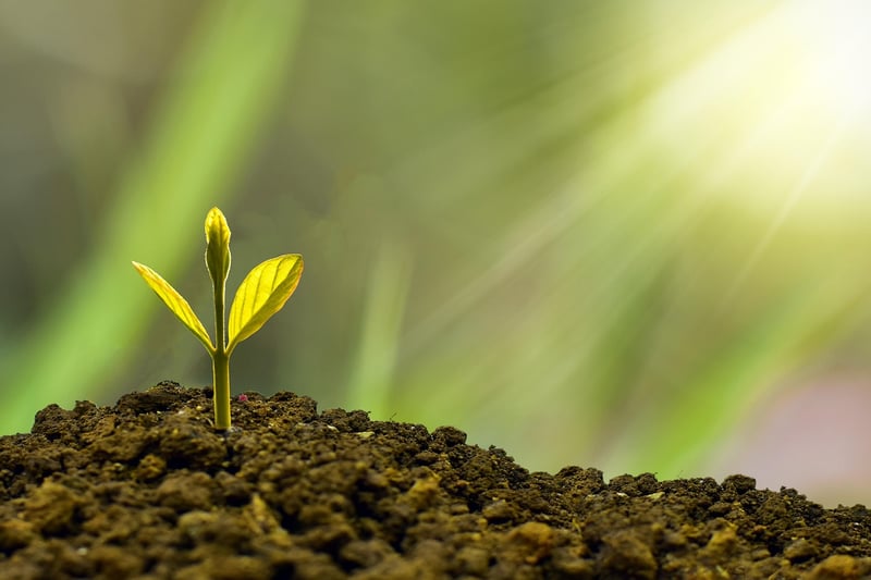 Sustainability Leader